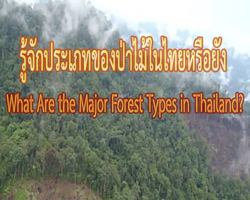 อธิบายประเภทของป่าไม้และลักษณะสำคัญตลอดจนพื้นที่ที่ปรากฏในประเทศไทย