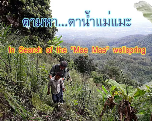 In Search of the "Mae Mae" wellspring